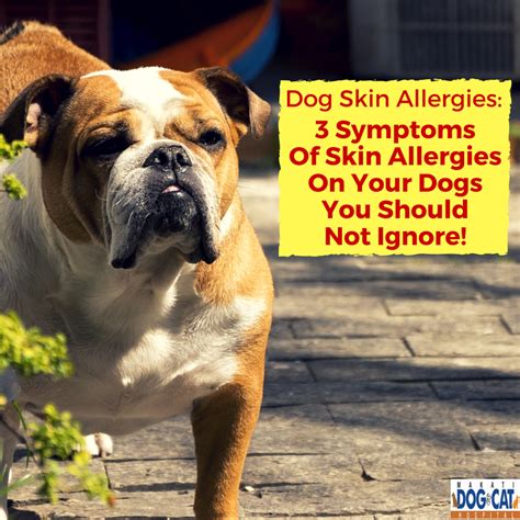 Dog Skin Allergies 3 Symptoms Of Skin Allergies On Your Dogs You