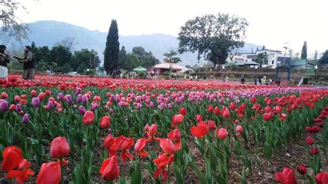 Muzaffarabad Jalalabad Park Tulip Garden Youtube
