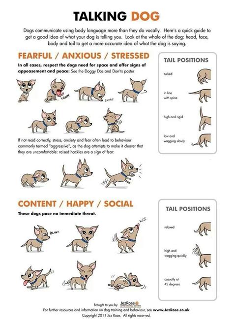 Dog Body Language Dogs Pinterest
