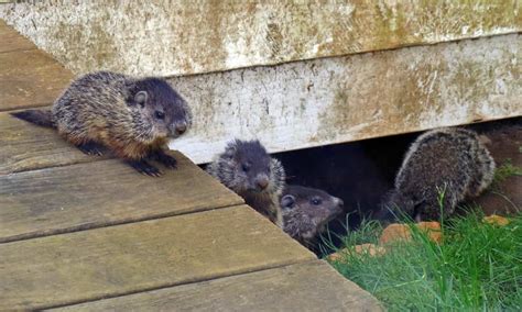 How To Get Rid Of Groundhogs Under Shed In 12 Effective Ways