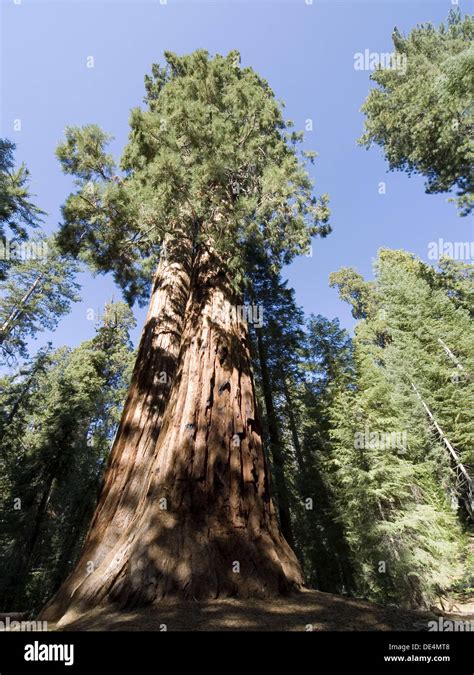 Old Growth Redwood Tree In Sequoia National Park California Stock