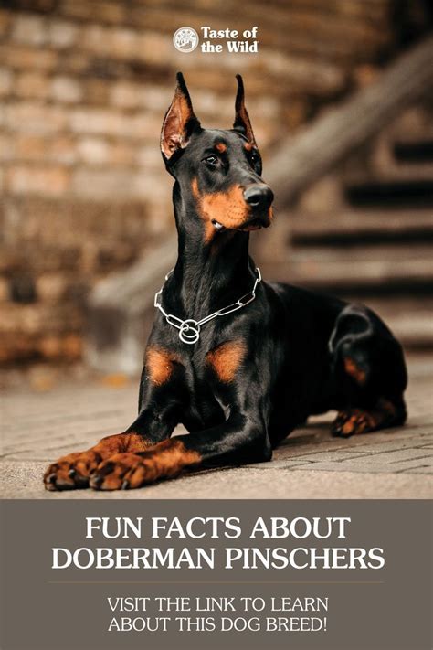 Fun Facts About Doberman Pinschers Doberman Pinscher Doberman