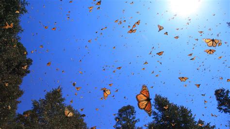 The best gifs are on giphy. Where Have All the Monarch Butterflies Gone? - C&I Magazine | Butterfly wallpaper, Monarch ...