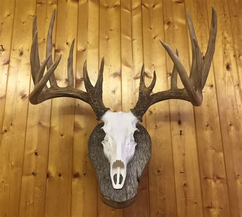 Deer Skull European Mount Replica High Quality Taxidermy Etsy