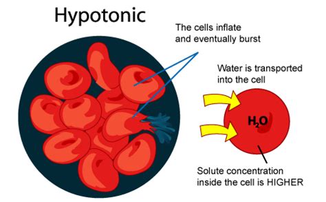 Plants and animals are made up of millions of cells and these cells have several similarities and they take in water molecules by osmosis and easily bursts when placed in hypotonic solution because of the lack of a cell wall. SPM Biology: Types of Solution - Hypotonic