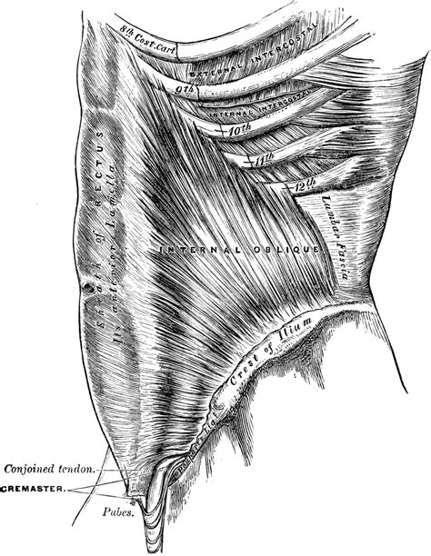 Internal Abdominal Oblique Muscle Anatomy
