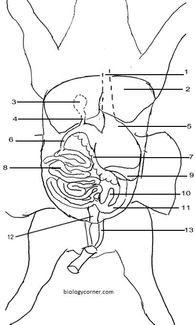 Diagram Fetal Pig Anatomy Diagram Mydiagram Online