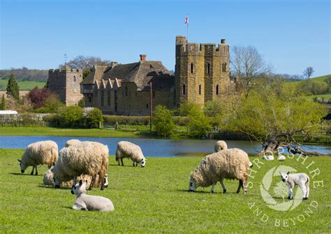Sheep And Lambs Grazing At Stokesay Castle Shropshire England