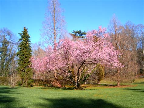 The tree is famous for its ability to produce lovely pink buds and white flowers off and on during a warm autumn season and then fully flower in the spring. Autumn Graphics Picture: Autumn Flowering Cherry Tree