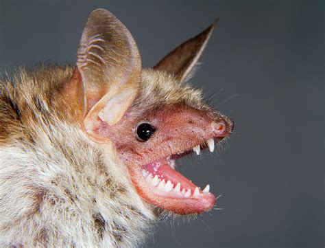 Lesser Mouse Eared Bat Photograph By Ivan Kuzmin Fine Art America
