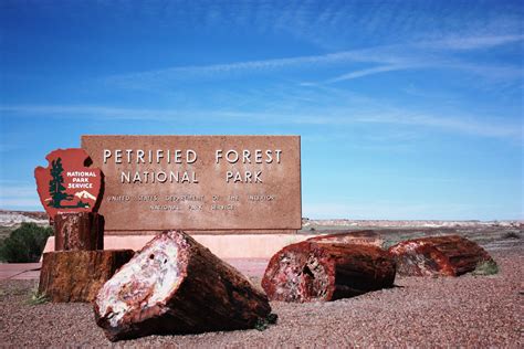 Parklandia Explores The Tree Sures Of The Petrified Forest National