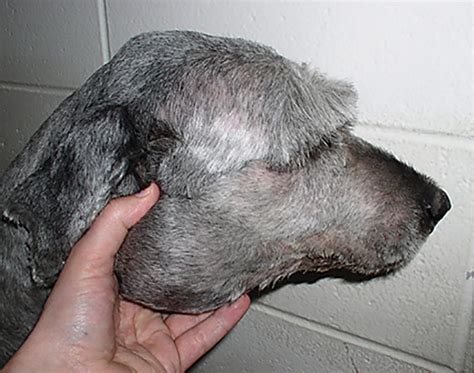 Oral Melphalan For Refractory Relapsing Canine Lymphoma Clinicians Brief