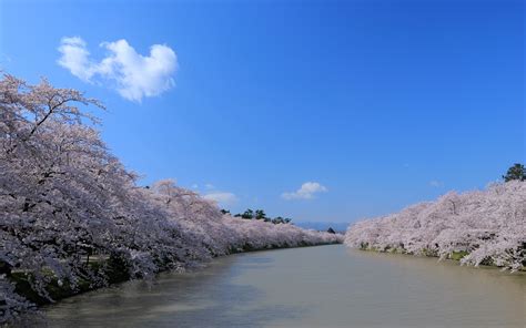 Wallpaper River Sakura Flowers Blue Sky Spring 2560x1600 Hd Picture