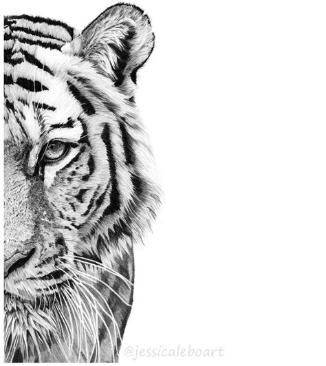 Tiger Face Sketch At Explore Collection Of Tiger