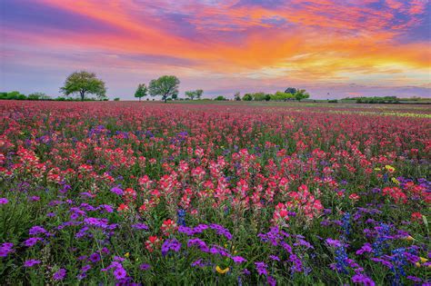 Texas Wildflower Spring Sunset 4281 Photograph By Rob Greebon Fine