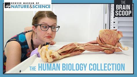 The Human Biology Collection Youtube