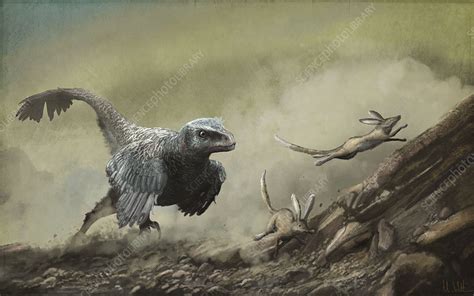 Velociraptor Chasing Prey Illustration Stock Image C0490485