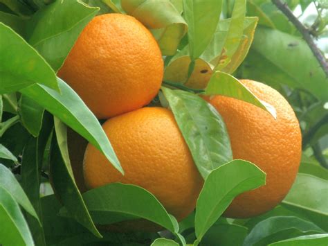 Citrus Aurantium - Dietsupplement.guide