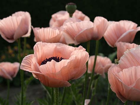 In Praise Of Pink Poppies Laura Irrgang