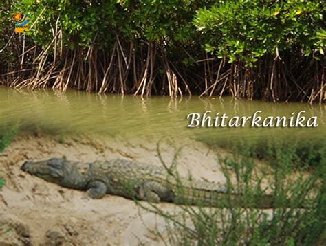 Bhitarkanika The Second Largest Mangrove Forest In India Where We Can