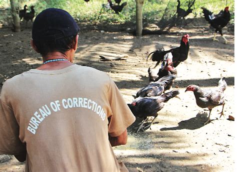 Iwahig prison and penal farm in puerto princesa city, palawan; Zampen chicken brings hope to inmates - Agriculture Monthly