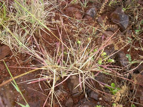 West African Plants A Photo Guide Setaria Sphacelata Schumach