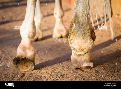 Arabian Horse Arabian Horse Swollen Hind Leg With Phlegm Egypt Stock