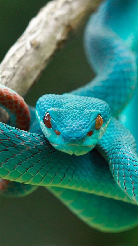 Emerald Snake Snake Wallpaper Cute Reptiles Cute Snake