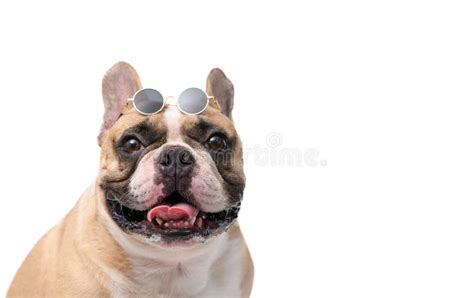 Cute French Bulldog Wear Sun Glasses Isolated On White Background Pet