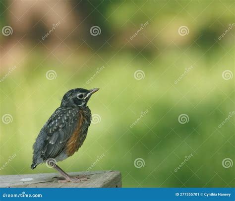 American Robin Fledgling Stock Image Image Of Bird 277355701
