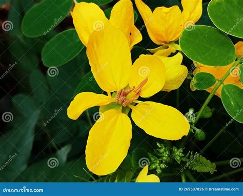 Beautiful Yellow Flowers Cassia Leptophylla Is A Tropical Tree Species