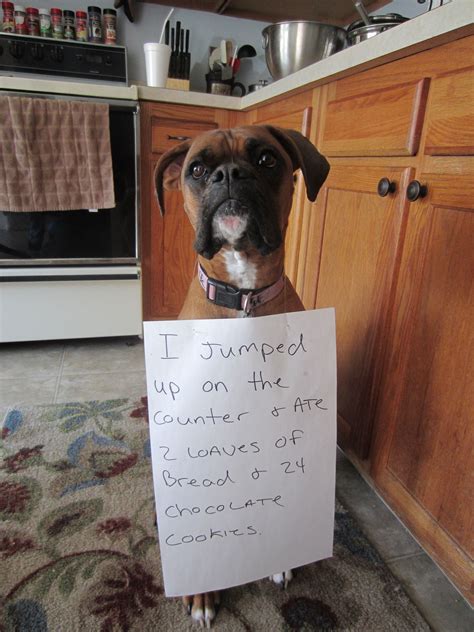 Pin By Julianna Determan On Funny Boxer Dogs Boxer Dogs Funny