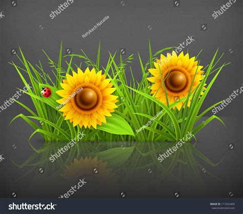Sunflowers Grass Vector Stock Vector Royalty Free 111022409