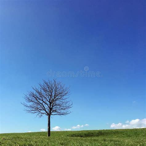 Lonely Leafless Tree Standing On A Green Meadow Hill Stock Image