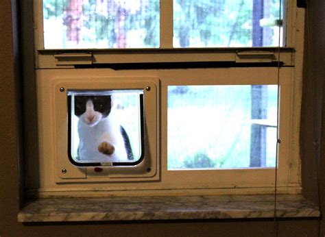 Diy Window Cat Door A Fun Project For 2023 Diariodelibrero