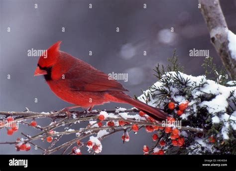 Male Red Cardinal Perching On Evergreen Branch With Holly Berries And