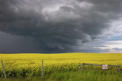 Canola Field Storm Photograph By David Gray Fine Art America