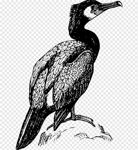 double crested cormorant drawing bird bird png pngwing