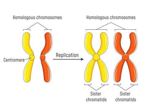 Best Mitosis Illustrations Royalty Free Vector Graphics And Clip Art
