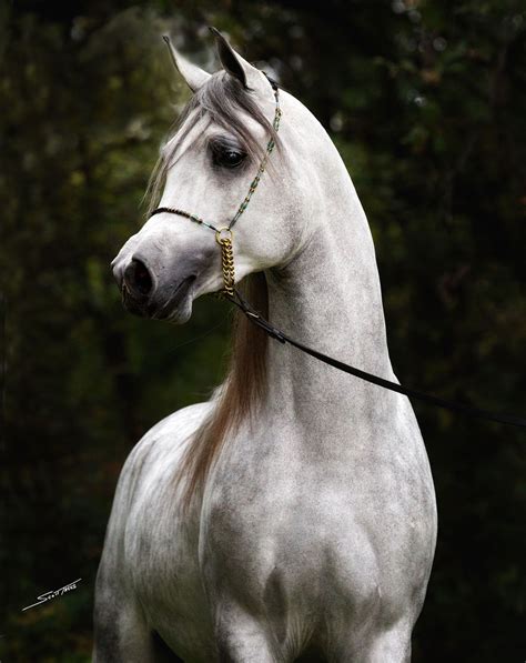 Nile Hafiz Ka Makhfiicent Ka X Saahara Ka 2011 Grey Se Stallion Bred