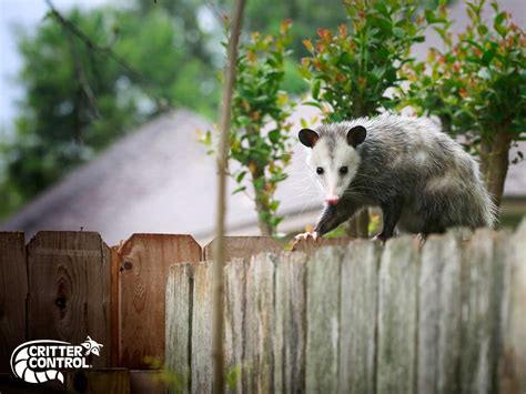 How To Keep Opossums Out Of Your Yard Critter Control Of Polk County