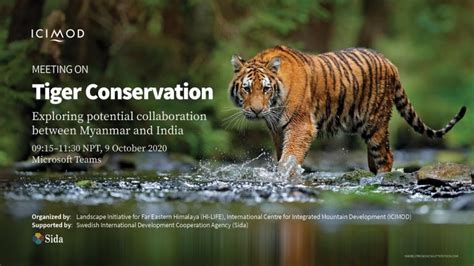Tiger Conservation Exploring Potential Collaboration Between Myanmar