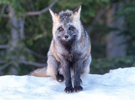 Washington State Considers Cascade Red Fox For Threatened Species List
