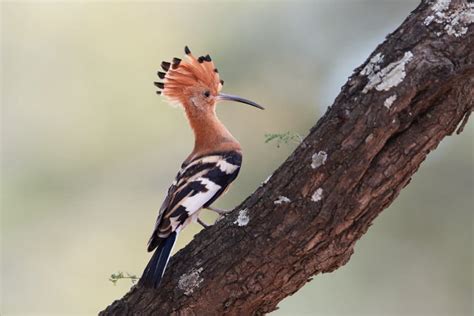 African Hoopoe Interesting Facts On The Striking Upupa Africana Species