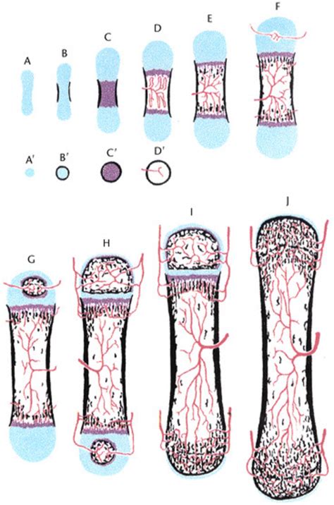 (see also the kc add up the cross section and see what vthe answer is, then times it by the other part. Development of a long bone as shown in longitudinal sections (A-J), and... | Download Scientific ...