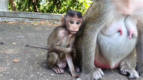 Poor Busy Baby Monkey Sary Try Got Food But Mama Monkey Gita Was