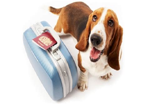 The team & staffs are very helpful in briefing the entire travel process. Pet Relocation Service