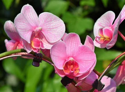 Paling Populer 15 Gambar Bunga Anggrek Dalam Pot Gambar Bunga Indah