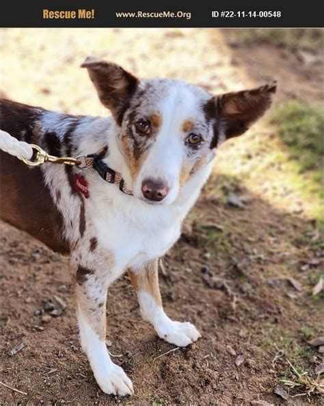 adopt 22111400548 ~ australian shepherd rescue ~ muldrow ok