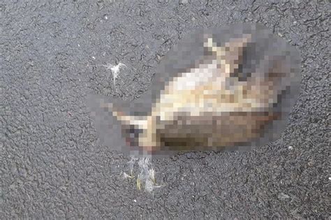 Dead Animals Dumped In Road In Suspicious Incident Near Lutterworth